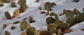 En invierno conviene colocar tu cactus dentro de casa, preferiblemente en una habitación fresca en torno a quince grados. Cuidados De Los Cactus Y Suculentas Durante El Frio Invierno Entrecactus