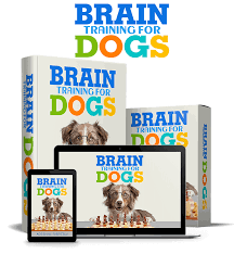 That way, your older pooch doesn't feel fearful, threatened, or protective of your house or yard. Dog Training