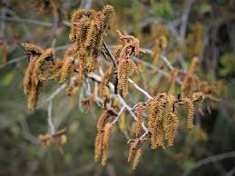 Image result for Spirostachys