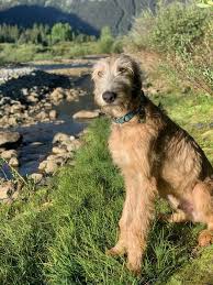 Preisvergleich für wolfhound (dvd) produktinfo ⇒ erscheinungsjahr: Hounds Of Rosemont Irish Wolfhounds Home In 2021 Irish Wolfhound Dogs Big Dog Breeds Irish Dog