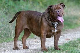 This is one of the puppies, a sweet little munchkin with good long legs and a much better mouth than modern bulldogs. Olde English Bulldogge Aussehen Charakter Haltung Zooplus