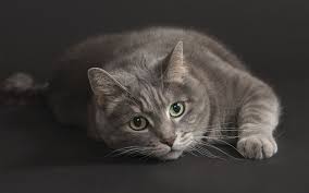 Graue Katze Grune Augen Schwarzer Hintergrund 1920x1200 Hd Hintergrundbilder Hd Bild Bürsten mit schwarzen borsten bürsten besser die katze tritt die treppe krumm, krumm tritt die katze die treppe. graue katze grune augen schwarzer