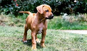 Contents caring for your rhodesian ridgeback the cost of owning a rhodesian ridgeback as puppies, they are very boisterous and playful despite their large size which is why they are. Rhodesian Ridgeback Dog Breed Information