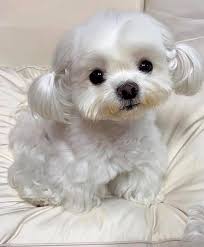Maltese puppies for sale in texas select a breed. Maltese Teacup Maltese Puppies For Sale In Fort Worth Texas Facebook