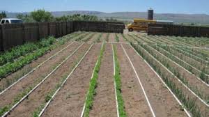 Check spelling or type a new query. Designing A Basic Pvc Home Garden Drip Irrigation System Usu