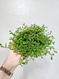 Image result for Selaginella kraussiana