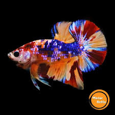 Pin By Chee Chang On Betta Fish The Live Art 2018 Siamese Fighting Fish Betta Fish Betta