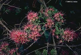 Image result for Combretaceae