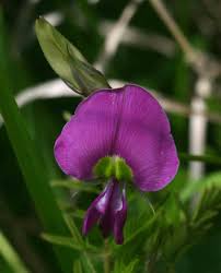 Image result for Otoptera