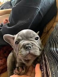 We did not find results for: French Bulldog Wikipedia