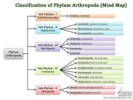 Classificacao Atualizada Dos Artropodes Updated Classification Of Arthropods Science Biology Arthropods Sea Spider