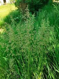 Image result for Poa leptoclada