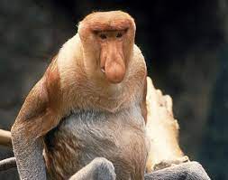 Top 20 Ugliest Animals On The Planet People S Daily Online