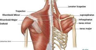 Muscles of a human body there are more than 600 muscles in our body. Striated Shoulder Neck Muscles In Humans Anatomy Massage Therapy Anatomy Migraine Overview Product Description The Muscles Of The Shoulder And Back Chart Shows How The Many Layers Of Muscle In The