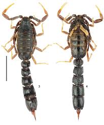 Image result for Orthochilus eustachyus