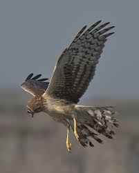 Predatory Birds The Jungle In Your Garden 'birds of prey' are large, predatory bird species that have hooked bills, sharp talons, strong feet, and keen eyesight and hearing. predatory birds the jungle in your garden