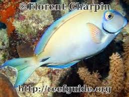Black And White Striped Fish In The Gulf Of Mexico 