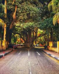Dear zamalek cinema audience, below are the corona virus prevention guidelines for zamalek cinema: Venus The Giant Banyan Tree In Zamalek Cairo Egypt Facebook