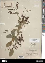 Image result for Teramnus