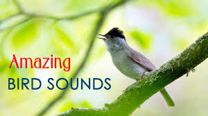 Sound Of Birds Chirping In The Morning Mp3 Free Download Amazing Bird Song Incredible Sound Of Bird Singing On Top Of A Microphone Youtube