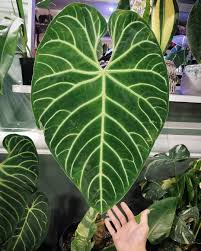 Darryl Cheng On Instagram Where Can You Find 4 Unicorn Plants In One Place Tropical Plant International Expo I Ll Be In 2020 Plants Tropical Plants Plant Leaves