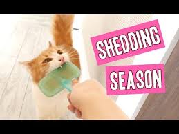 Just like you, your cat sheds her hair just like you, your cat sheds her hair naturally as a part of her body's renewing process. Cat Hair Shedding Season Youtube