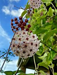 Image result for hoya plant flower