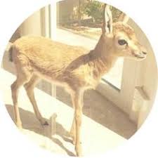 51 الغـزال ideas animals wild cute animals animals beautiful
