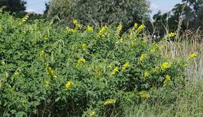 Image result for Crotalaria agatiflora