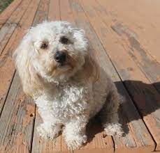 Be very careful when getting one as these are a common breed to come from puppy mills. The Chihuahua Poodle Mix Chipoo Top Guide Facts Animal Corner