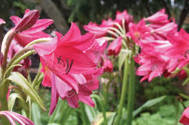 Image result for Crinum jasonii