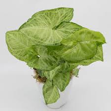 Image result for Heinsia zanzibarica