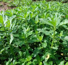 Image result for Alternanthera sessilis