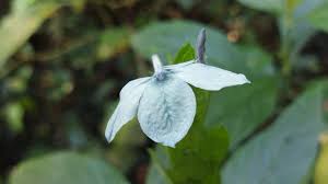 Image result for Ecbolium clarkei