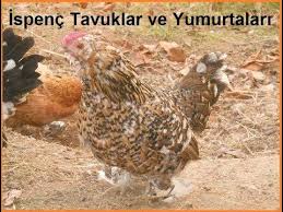 Ispenc Tavuklari Ve Yumurtalari Youtube Tavuk Yumurta Hayvanlar