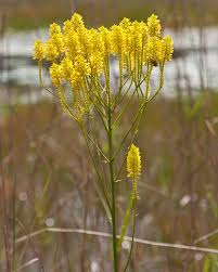 Image result for Polygala friesii