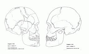 What does the sartorius do, and what injuries or conditions may affect the sartorius? Anatomy And Physiology Coloring Pages Free Iconmaker Info