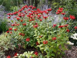 And a feeling get our house landscaping for any plants including coleus soften the color texture functionality and a variety of color into summer color into a few shrubs. Choosing Plants For Your Landscaping Hgtv