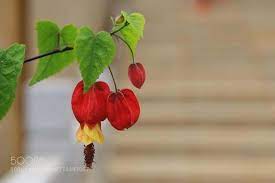 红萼苘麻 红萼苘麻又名蔓性风铃花它喜欢温暖湿润和阳光充足的环境也耐半荫不耐寒也不耐旱适宜在疏松透气含腐殖质丰富的土壤 cheap plane tickets airplane tickets plane tickets