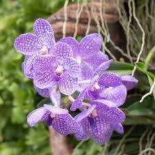 Image result for Vanda coerulea