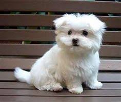 She was so easy to housebreak, and uses her puppy pads faithfully. 8 Maltipom Mix Ideas Pomeranian Mix Math Puns Math Cartoons