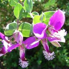 Image result for Polygala seminuda
