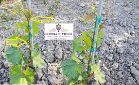 Maybe you would like to learn more about one of these? Vita De Vie De Masa Blog Oficial Citeste Mai Multe