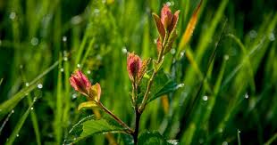 Pull acorn sprouts that are sprouting in other areas such as a garden or flower bed. Help Tree Sprouts Are Taking Over My Yard