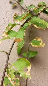 I'm not talking little nibbles here and there but some serious feasting. Bougainvillea Blight