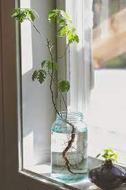 Oak Tree Growing In A Jar Of Water An Magritt Oaxacaborn Landscaping Plants Plant Cuttings Oak Tree