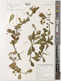 Image result for Putterlickia verrucosa