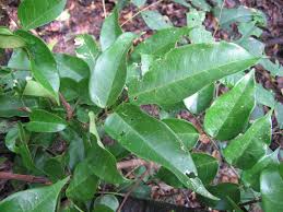 Image result for Dialium holtzii