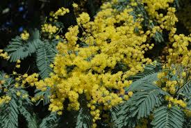 Le mimosa est originaire d'australie. Le Mimosa En 8 Questions Jardin Pratique
