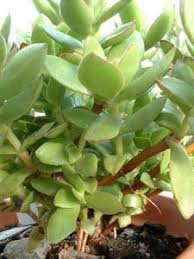 Image result for Corallocarpus bainesii